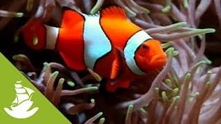 Clown Fish's House | Bizarre Animal