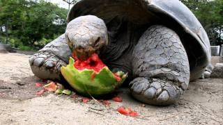 The Galapagos Giant Tortoises | Wild Animals - [Full Documentaries]