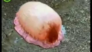 Bizarre Jellyfish