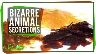 7 Bizarre Uses for Animal Secretions
