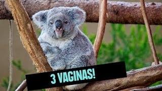The World's Most Bizarre Animal Genitalia