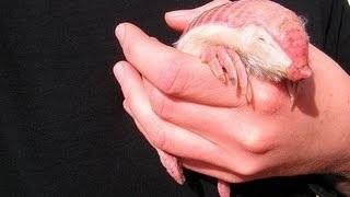 Bizarre Animal - Pink Fairy Armadillo