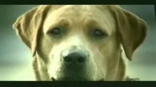 Dog in love - betrayed - very funny banned commercial