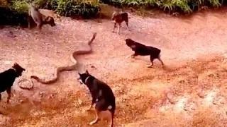5 Dogs Attack a King Cobra | Whatsapp Funny Video