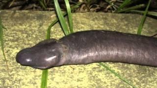 Penis Snake (Blind Snake) - Penis Snake Discovered In Brazil - Bizarre Animal