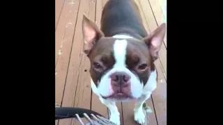 Boston Terrier Makes Funny Noises
