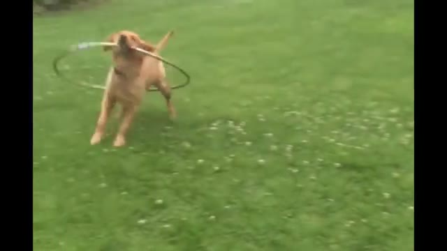 Cute Puppy Plays with Hula Hoop