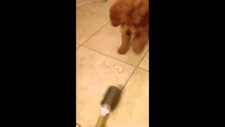 Puppy Plays with Brush