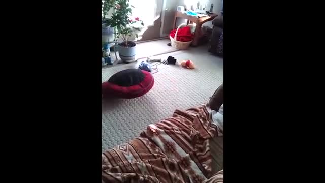 Pug Puppy Spins Around Under His Bed