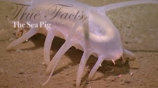 True Facts About The Sea Pig - Bizarre Animals