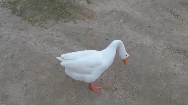 Chinese Goose - Bizarre Animals