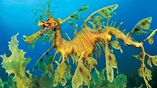 The Leafy Sea Dragon - Bizarre Animals