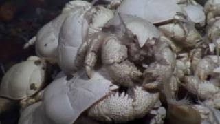 Yeti Crab - Bizarre Animals
