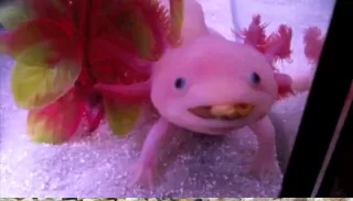Axolotl - Bizarre Animals