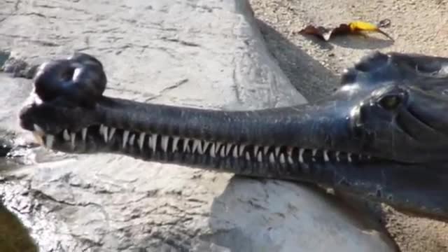 Indian Gharial Giant Crocodile - Bizarre Animals