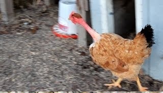 Naked Neck Chicken - Bizarre Animals