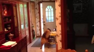 Smart Dog Opens and Closes the Door
