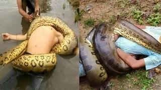 Giant Anaconda vs Man
