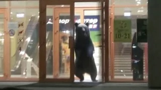 Wild bear shot after running amok in Russia's Far East