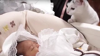 Funny Cats Meeting Babies for the First Time Compilation