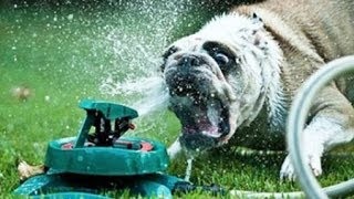 Funny Dogs vs Sprinklers Compilation