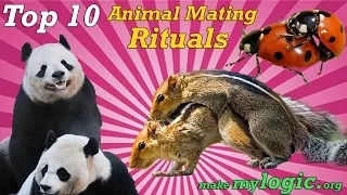 Top 10 Crazy Animal Mating Rituals