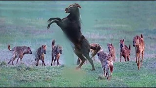 Hyenas Group Trying to Prey on Wild Horse Black - Group Of Hyenas vs Horse