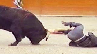 Funny Animal Accidents Funny Fail Compilation Videos