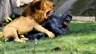 Top 10 Animals Fight - Real Fight