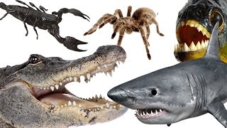 Top 10 Most Dangerous Animals In The World