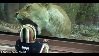 Animals Try To Attack Kids At The Zoo - Funny Animals Videos