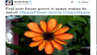 First Flower blooms in Space , NASA astronaut shares the picture