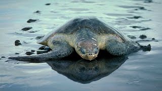 Olive Ridley turtles found dead on Puri beach in Odisha