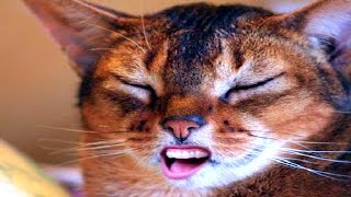 FUNNIEST CATS EVER || FUNNY VIDEO