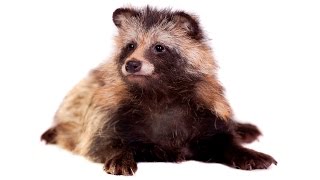 This is not a raccoon
