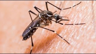 Doctors say no immediate threat of Zika virus in India