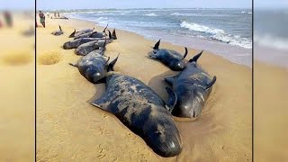 Whales found stranded at German beach, identified as sperm whales