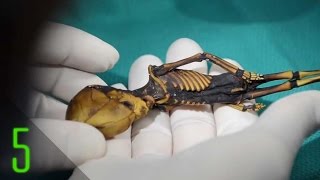 5 Most Mysterious Human Remains