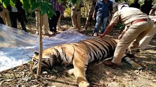 MP state's apathy causes 16 tiger death in a year
