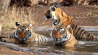 World's tiger count rises for the first time in Century, India tops