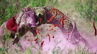 Most Amazing Wild Animal Attacks - lion, tiger, anaconda, deer, Crocodile
