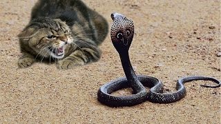 Cat Vs Snake Fight To The Death HD - Animals Fight