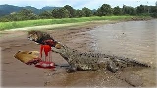 Wild Crocodile Kills Lion - Funny Animals Attack 2016