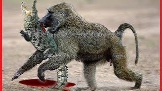Amazing Monkey attacks Crocodile - Funny Animals Attack 2016