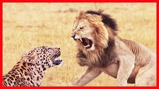 Lion vs Cheetah real fighting  Animals Attack Compilation 2016 Most Dangerous Attacks