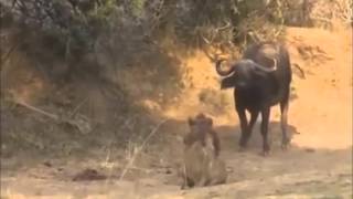 Buffalo Kill Lion To Die Animals Attack Compilation 2016 Most Dangerous Attacks