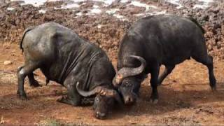 Clash of the Titans buffalo fight