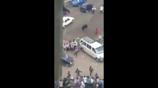 Ox Is Running Towards Crowd of People in Addis Ababa Ethiopia Today Amazing