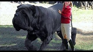TOP 10 BIGGEST GUARD Dogs - Great Danes - Irish Wolfhound - Chop Busters