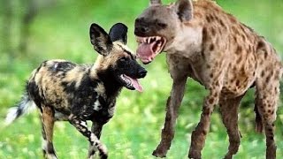 Hyenas vs. Wild Dogs - Amazing Fight